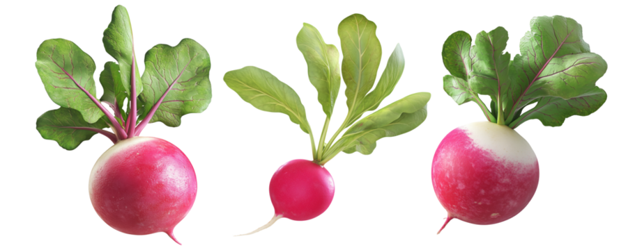 Fresh radish with green leaves, isolated on white transparent background. Concept of healthy organic vegetables and fresh produce