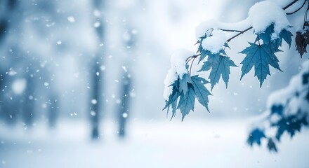 Blue maple leaves covered in snow during a snowfall winter blue leaves