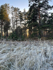 Frosted grass by a pine forest