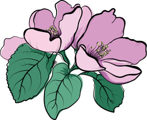 Pink apple blossom flower cluster illustration