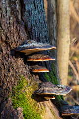 Shelf fungus growing on tree trunk in natural forest