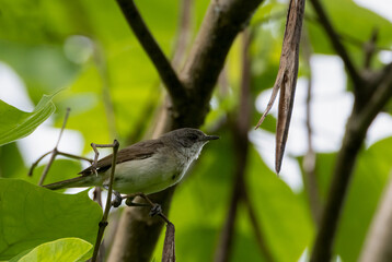 Lesser whitethroat (Sylvia curruca) perched on a leafy branch