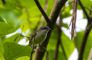 Lesser whitethroat (Sylvia curruca) perched on a leafy branch