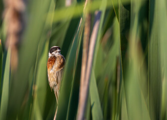 Small songbird Eurasian Penduline Tit(Remiz pendulinus) closeup in natural habitat