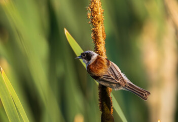 Small songbird Eurasian Penduline Tit(Remiz pendulinus) closeup in natural habitat
