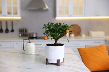 Potted tangerine tree and watering can on white marble table in kitchen