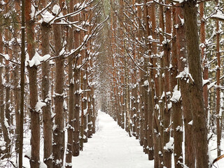 Winter forest with a pathway among pine trees