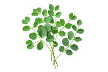 Obraz premium Fresh Moringa Herb Transparent Background