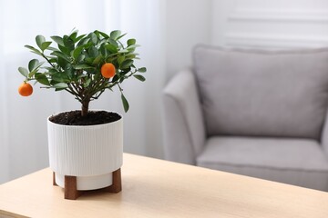 Potted tangerine tree on wooden table indoors, space for text