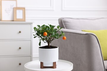 Potted tangerine tree on white table near sofa indoors