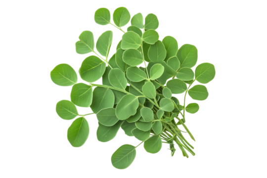 Fresh Moringa Herb Transparent Background