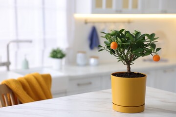 Potted tangerine tree on white marble table in kitchen, space for text