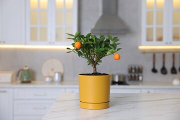 Potted tangerine tree on white marble table in kitchen