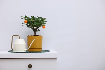 Potted tangerine tree and watering can on cabinet near white wall indoors, space for text