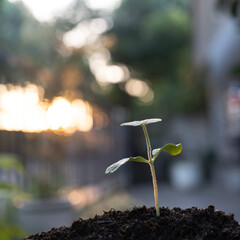 Growing pumpkin leaves with bokeh sunlight