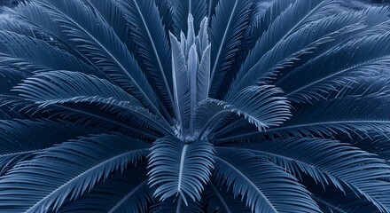 Close up of dark blue cycad palm fronds with central growth leaves foliage