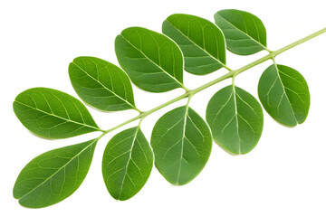Moringa Leaves Isolated on Transparent Background