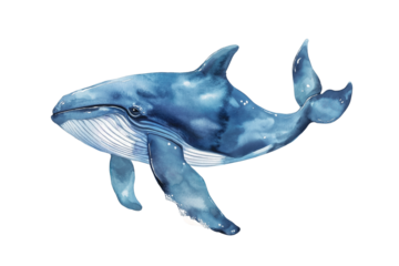 Watercolor Whale Illustration Isolated on Transparent Background. Ocean Whale Watercolor Art Isolated.