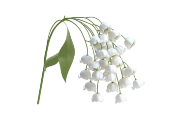 White Lily of the Valley Flower Stem Isolated on Transparent Background