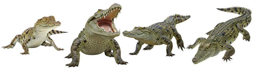 Naklejka premium Four crocodiles in various poses, one with its mouth open, displaying teeth and textured skin patterns on transparent background