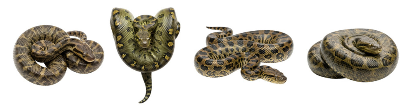 Four anacondas with patterned scales coiled and positioned against a plain background in a studio shot on transparent background
