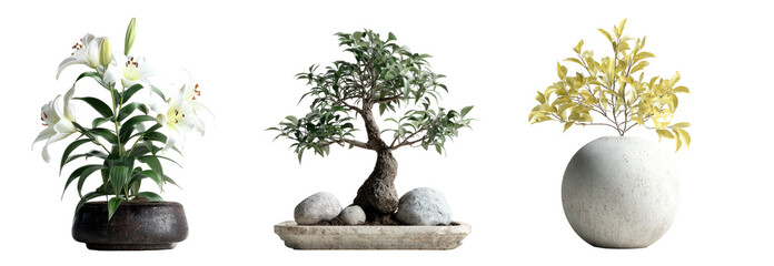 Three potted plants, lily, bonsai, yellow leaves, against black