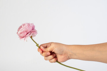 Pink peony flower in hand on white background