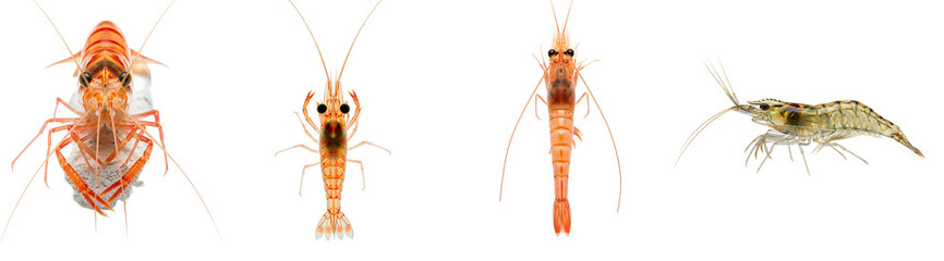 Four shrimp specimens displayed in a row against a solid colored plain presentation surface area on transparent background
