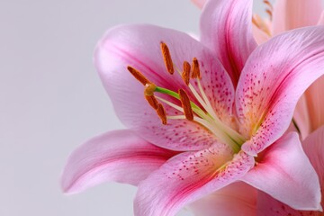 Single pink lily bloom with soft petals on clean white backdrop