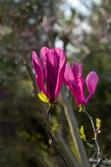 Close-up of vibrant pink Magnolia Susan (Magnolia liliiflora or Magnolia stellata) flower buds beginning to bloom on tree branch, with softly blurred green background. Nature concept for design