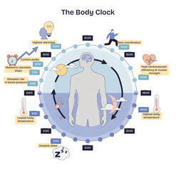 Fototapeta premium Body clock brief maps circadian rhythm across 24 hours with human silhouette, clock ring, and arrows highlighting sleep, alertness, and temperature cycles. Doodle style diagram