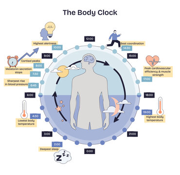 Body clock brief maps circadian rhythm across 24 hours with human silhouette, clock ring, and arrows highlighting sleep, alertness, and temperature cycles. Doodle style diagram