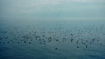 flock of birds in the sea