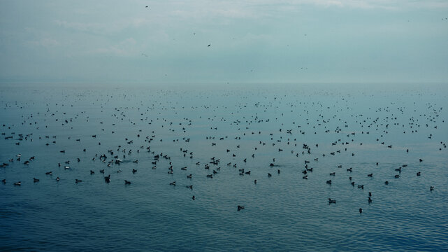 flock of birds in the sea