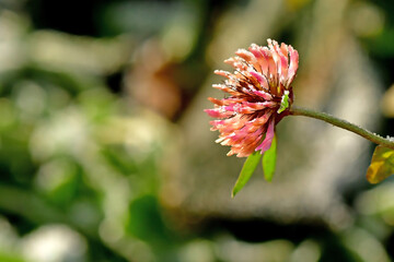 hoarfrost on a flower of a red clover in winter