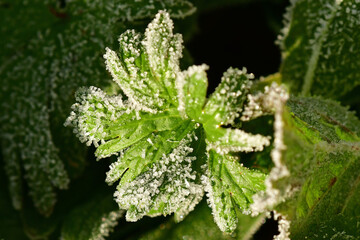 hoarfrost on a leaf in winter