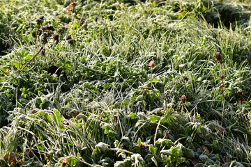 hoarfrost on grass and herbs in winter