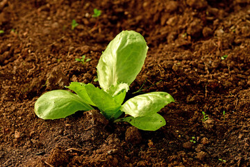 salad in a greenhouse in winter