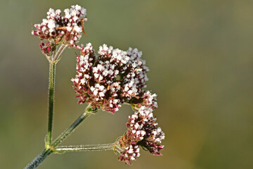 hoarfrost on flowers of a thistle in winter