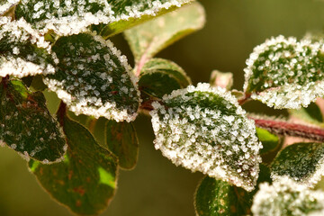 hoarfrost on leaves in winter
