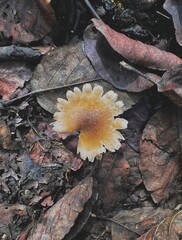 mushrooms in the forest