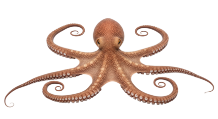 A detailed overhead view of a brown octopus with curled tentacles, showcasing its intricate texture and suction cups, isolated on transparent background