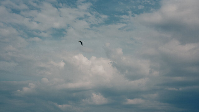 birds in the sky