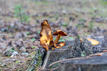Rare wild mushroom species that grow under pine trees in forests in natural environments