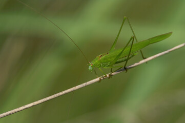 Great Green Bush-Cricket – A Tettigonia viridissima perched in its natural habitat, shown with vivid detail.