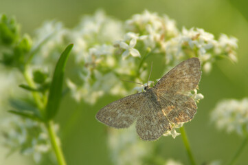  Cobweb moth (Scopula immortata) - Scopula immorata resting on vegetation in soft natural light.