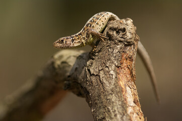 Viviparous Lizard &ndash; Portrait of a viviparous lizard resting on a forest root, showing natural texture and coloration.