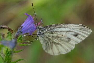 The Bytom butterfly. - The picture shows a butterfly, the Bytom butterfly (Pieris napi), feeding on a purple flower.