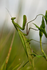 Praying Mantis Portrait &ndash; A praying mantis grooming its forelegs and antennae, captured in sharp macro detail.	
