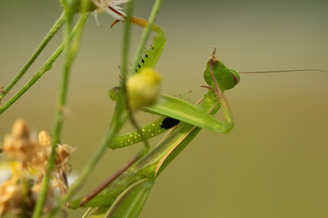 Praying Mantis Portrait – A praying mantis grooming its forelegs and antennae, captured in sharp macro detail.
